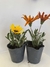Gazania