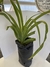 Agapanthus - comprar online