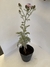Cineraria marítima