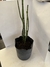 Equisetum