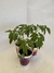 Tomate: perita, cherry, platense