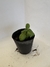 Albahaca