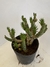 Cactus mediano en internet