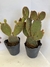 Cactus mediano