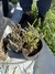 Crassula Muscosa