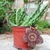 Stapelia Variegata - comprar online