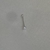 Micro piercing brillito - comprar online