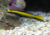 Neon Goby Amarelo