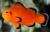 Peixe Palhaço Naked (Ecoreef)