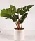 PLANTA MONSTERA