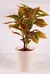 PLANTA CALATEA
