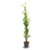 Podocarpo (Podocarpus) 1 metro