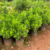 Clusia (Clusia fluminensis) 40 cm - comprar online