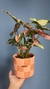 Singônio Rosa e Vaso M - comprar online