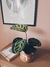 Calathea Medalhão e Vaso M - comprar online