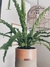 Asplenium e Vaso M - comprar online
