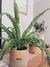 Asplenium e Vaso M na internet