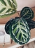 Calathea Medalhão e Vaso M na internet