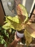 Aglaonema Lawan e Vaso M na internet