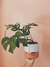 Mini Costela de Adão e Vaso M - comprar online