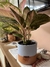 Aglaonema Lawan e Vaso M - comprar online