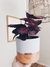 Calathea Crimson e Vaso M - comprar online