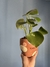 Peperomia Raindrop e Vaso M - Swell Plants & co.