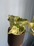 Jiboia Marble Queen e Vaso M na internet