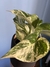 Jiboia Marble Queen e Vaso M - Swell Plants & co.