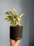 Jiboia Marble Queen e Vaso M - comprar online