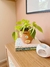 Filodendro Brasil e Vaso Smile P - comprar online