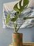 Costela de Adão Mini e Vaso M - comprar online