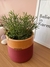 Rhipsalis e Vaso M - Swell Plants & co.