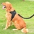 Pretal Acolchonado para Perros NEGRO M + Comedero - comprar online