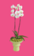 Orquídeas/Orchids - comprar en línea