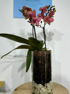 Phaleanopsis multiflora 2 varas - tienda en línea