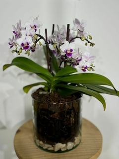 Phaleanopsis Multiflora 4 varas en internet