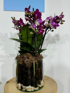 Phaleanopsis Multiflora 4 varas - tienda en línea