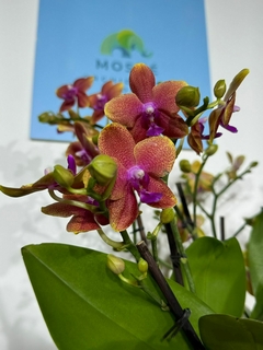 Phaleanopsis Trilliza Aromatica 9 varas - tienda en línea