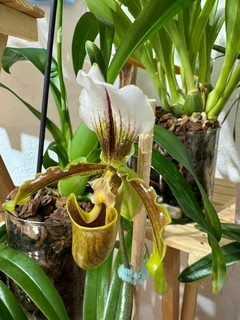 Paphiopedilum