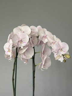 Phaleanopsis