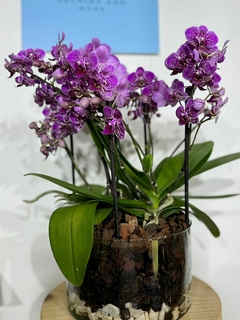 Phaleanopsis Multiflora Trilliza 6 varas en internet