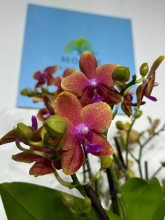 Phaleanopsis Trilliza Aromatica 9 varas