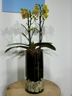 Phaleanopsis Multiflora 2 varas en internet