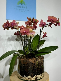 Phaleanopsis Multiflora Trilliza 6 varas