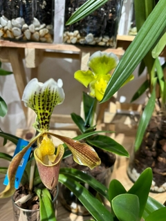 Paphiopedilum - comprar en línea