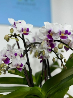 Phaleanopsis Multiflora 4 varas
