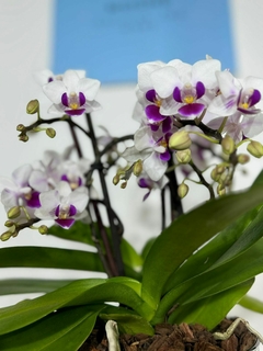 Phaleanopsis Multiflora 4 varas - comprar en línea
