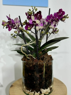 Phaleanopsis Multiflora 4 varas - Moshé