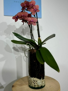 Phaleanopsis multiflora 2 varas en internet